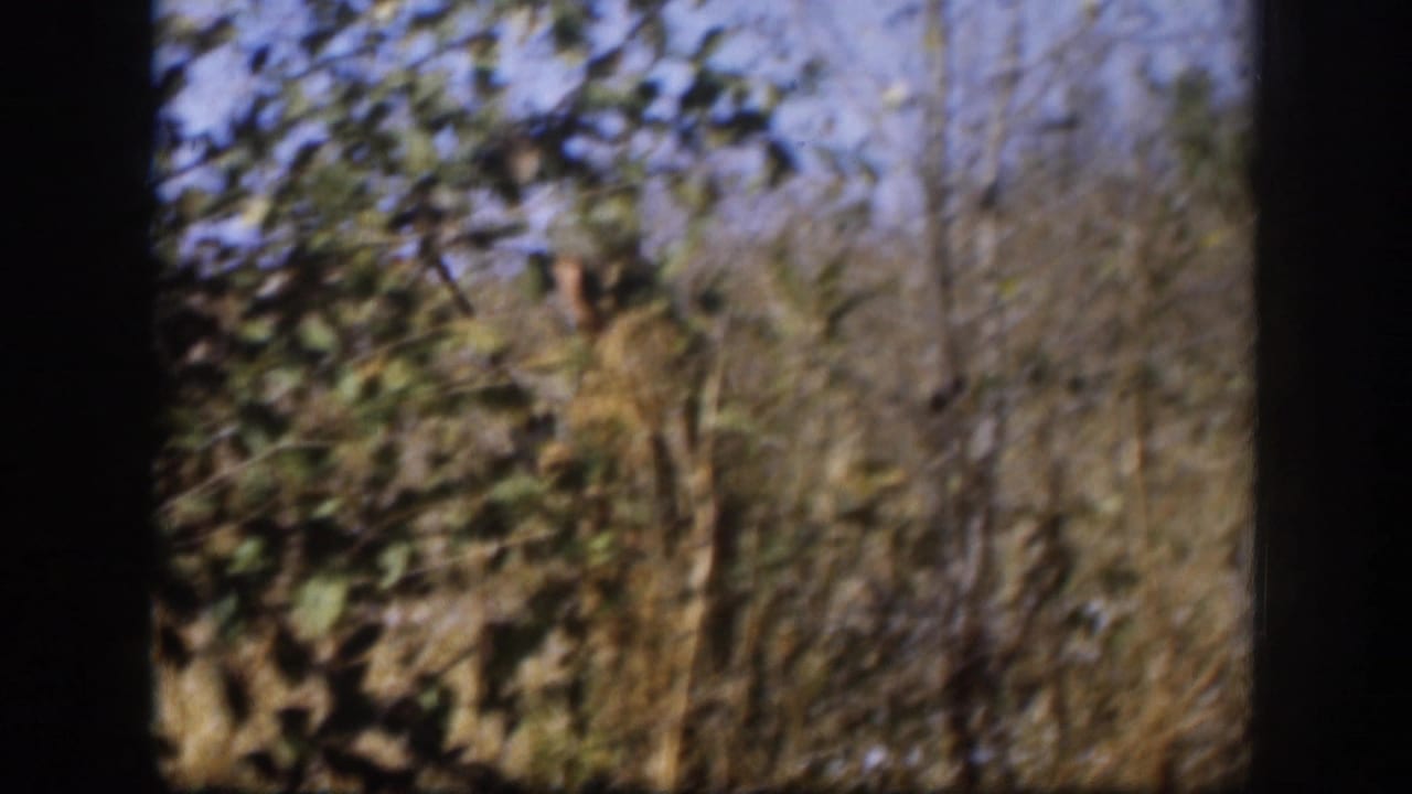 1958 Kansas 8mm frame showing blurred brush, bare trees, and nearby foliage from a handheld viewpoint.