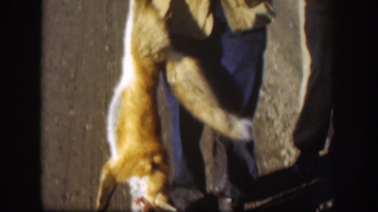 Close 8mm view of a dead fox carried by a hunter in outdoor clothing, with another figure partly visible nearby.