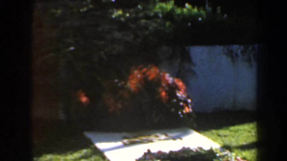 1960 Israel home-movie frame of a white garden marker, bright flowers, lawn, and deep shade along the frame edge.