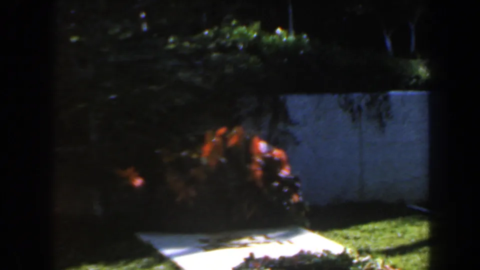 1960 Israel 8mm frame of a landscaped garden area with a pale wall, bright grass, flowers, and deep tree shadows.