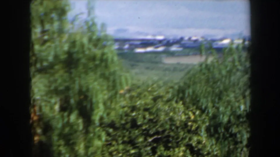 The camera shifts to a soft landscape view in Israel, 1960, with dense garden greenery and a pale distant horizon beyond trees.