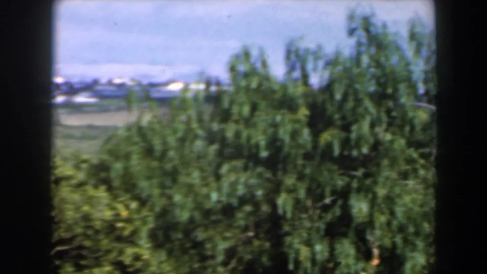 A handheld 8mm view shows garden trees and foliage in Israel, 1960, with a bright distant band of sky or water beyond.