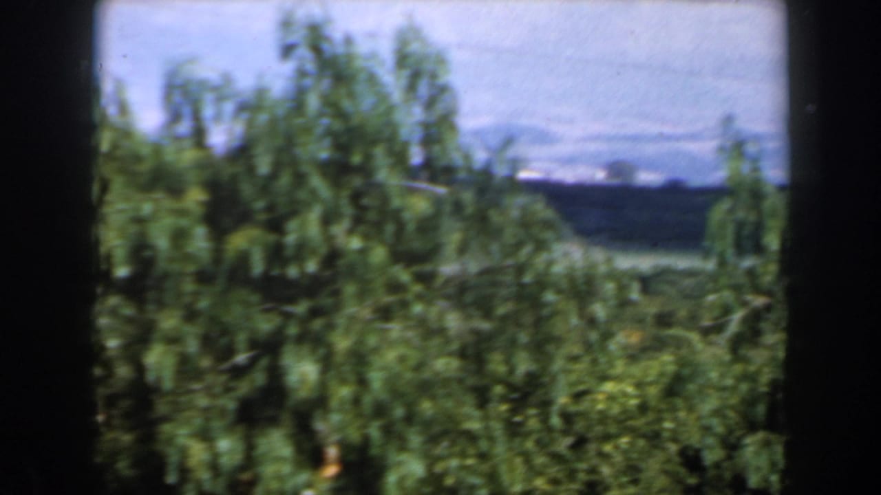 Leafy trees and distant hills seen through dark vertical frame bars.