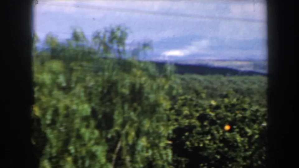 1960 Israel home-movie frame showing leafy trees, visible orange fruit, and low hills in the distance.