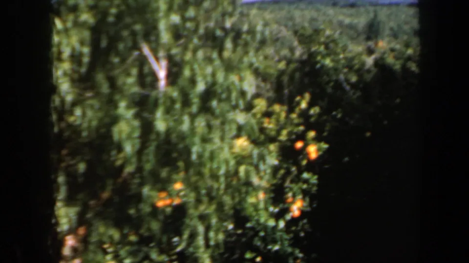 1960 Israel home-movie view of dense green foliage with orange fruit visible near the foreground.