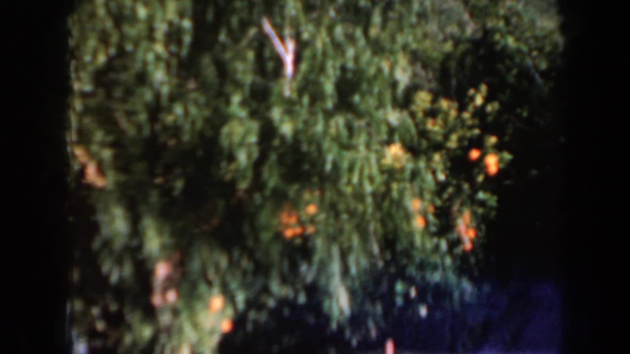 Soft, grainy 8mm frame of green foliage, likely from the same 1960 Israel home-movie sequence, with dark borders and bright daylight.