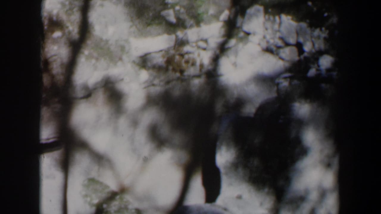 Blurred trees and rocky pale ground divided by a dark vertical frame.