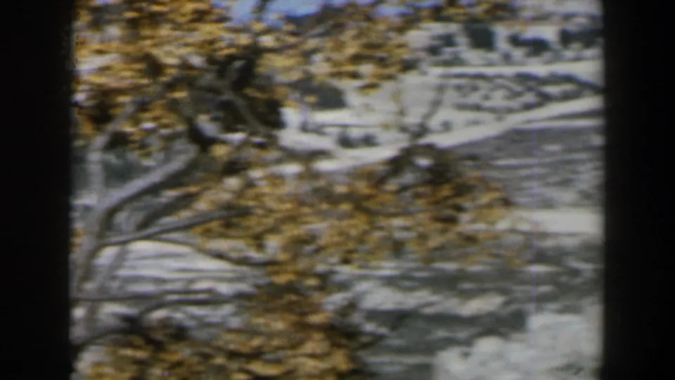 1960 Israel frame showing golden-brown branches over pale terraced hills, with distant structures softened by the 8mm scan.