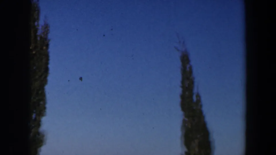 1960s Israel 8mm frame showing slender trees rising into a blue sky, with visible grain and dark frame edges.