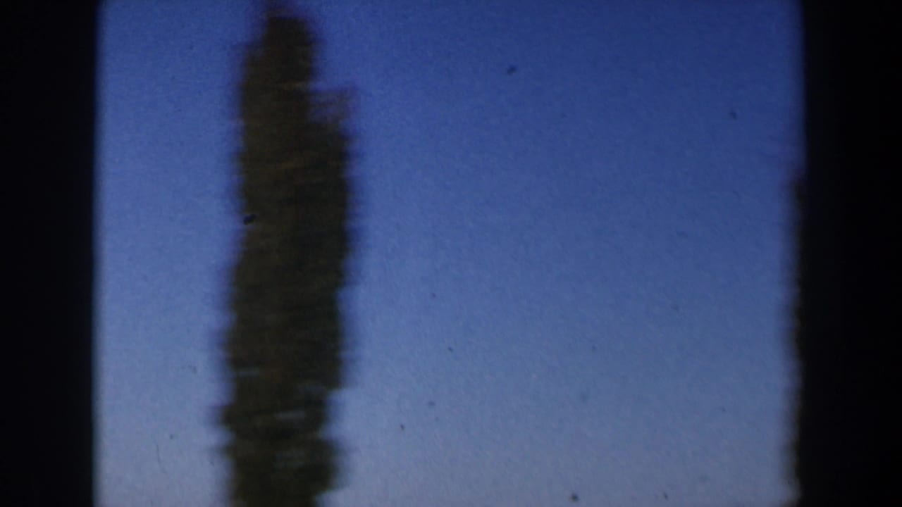 A tall tree and a small dark object visible in the blue sky.