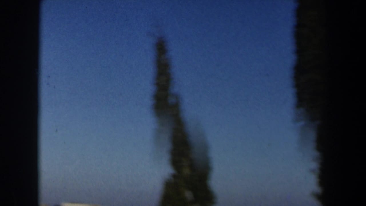 Soft, blurred view of a tall narrow tree against a blue sky.