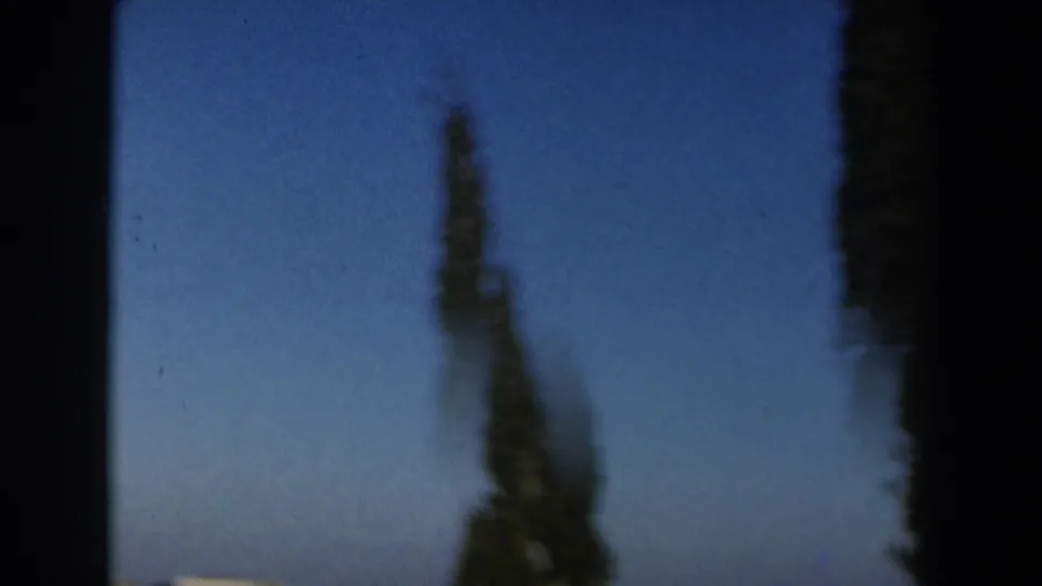 1960 Israel home-movie frame with a soft-focus tall tree rising against clear blue sky near the hillside view.