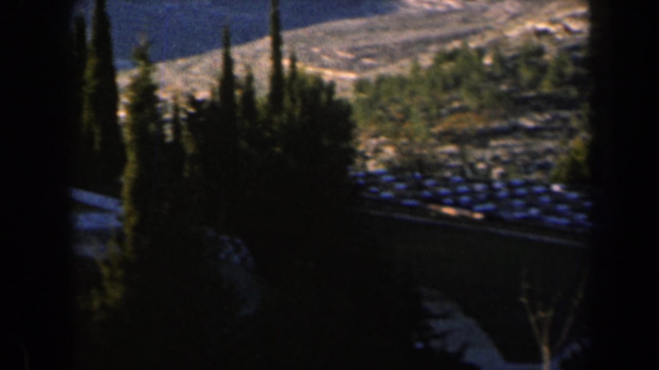 Tall dark tree shapes stand before a bright hillside and clustered rooftops.