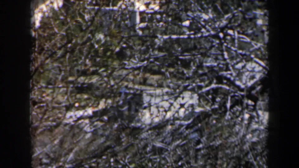 Close foreground branches obscure a hillside scene with pale buildings in 1960 Israel home-movie footage.