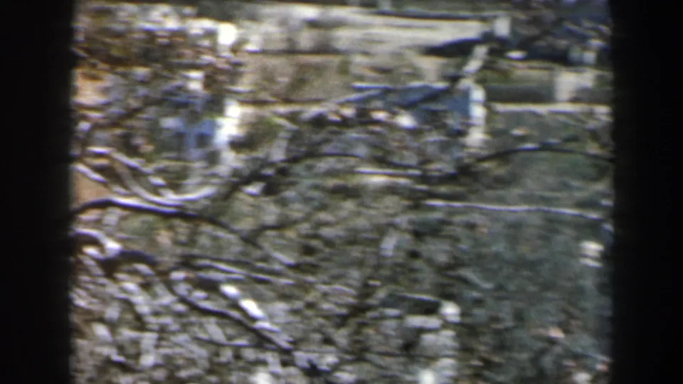 Handheld 8mm view in Israel with bare branches crossing a rocky, sunlit hillside surface.