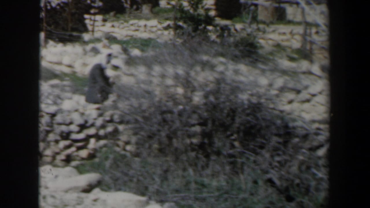 Veiled woman walking near a low stone wall with dry brush and scattered rocks around her.