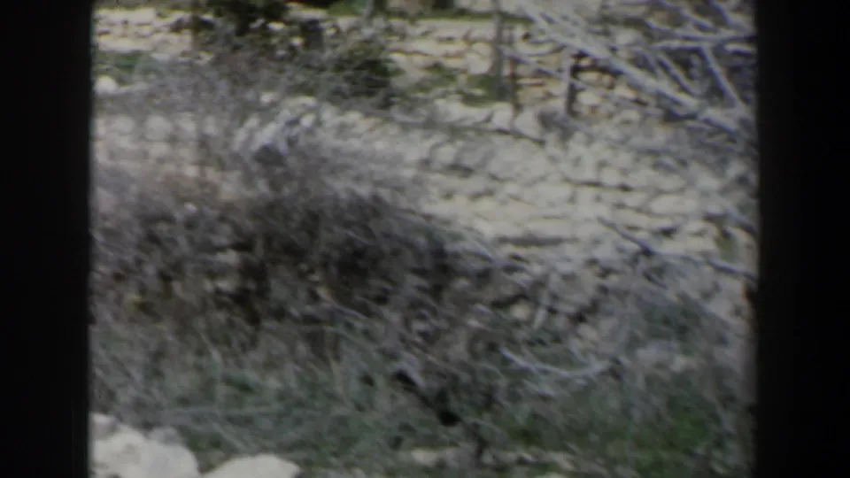 1960 Israel 8mm frame with dry vegetation, scattered stones, rough walls, and a partially obscured view from an elevated angle.