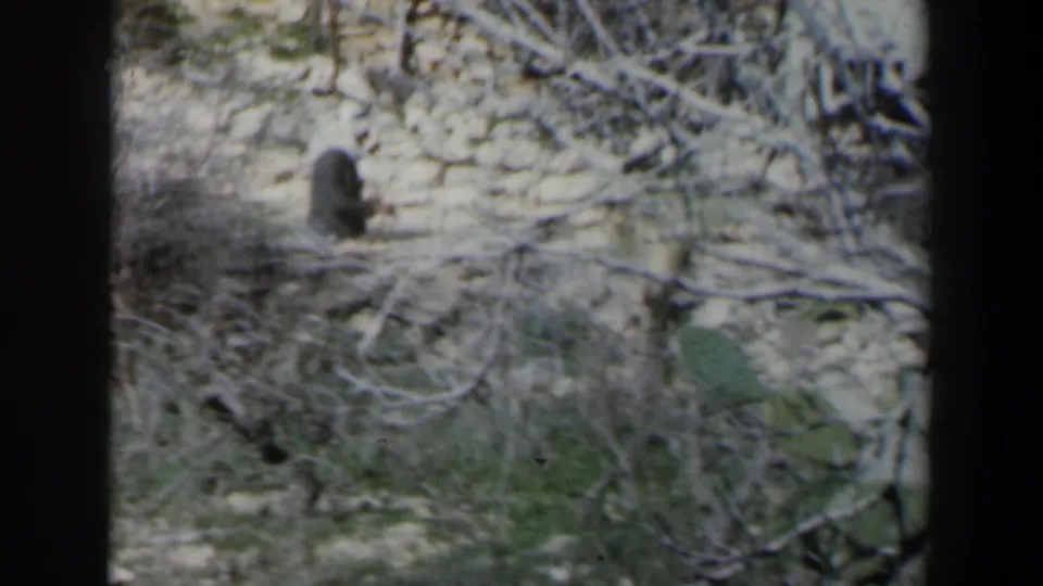 1960 Israel 8mm frame showing a veiled woman continuing through a rocky, brush-filled area beside rough stone walls.