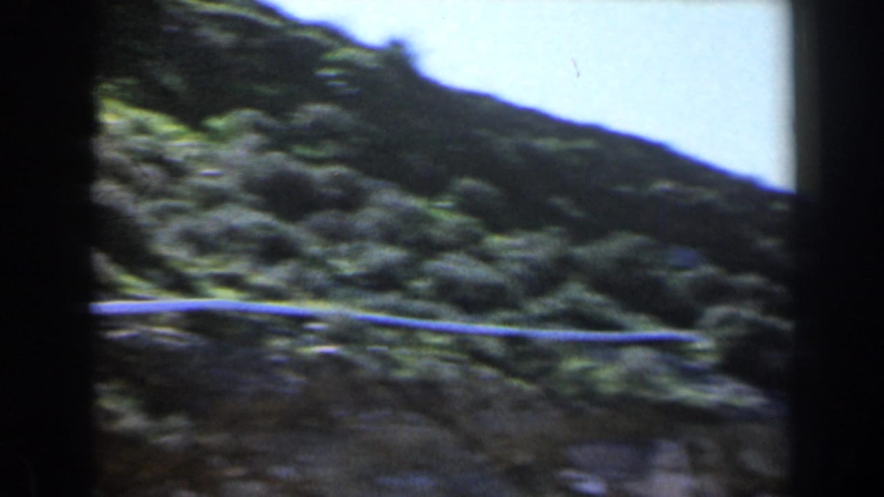 Blurred hillside with dense shrubs and a pale line across the slope.