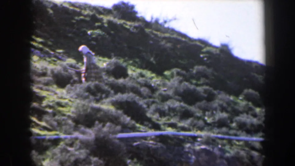 A woman in a light headscarf and patterned dress is seen among low shrubs on a sunlit Israeli hillside.