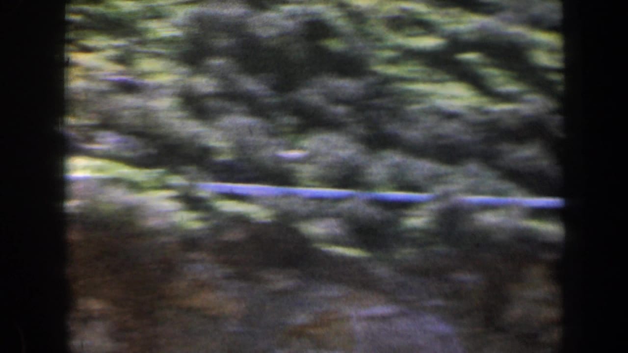 Blurred shrubs and hillside terrain with a pale horizontal line across the frame.