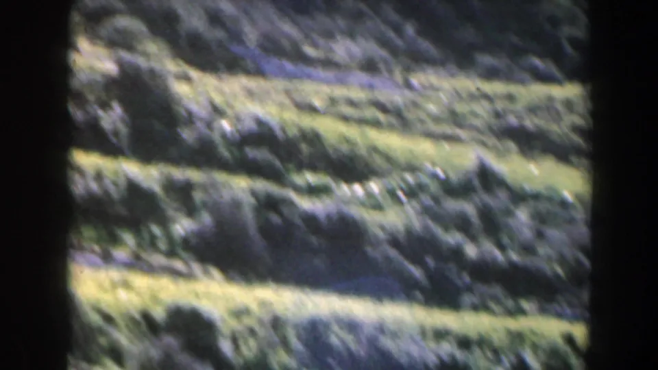 1960 Israel home-movie frame showing a soft-focus grassy slope with scattered shrubs and brush.