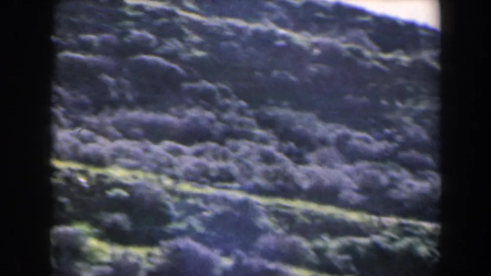 8mm frame of an Israeli hillside with dense low shrubs, bright sky, and soft vintage color shifts.