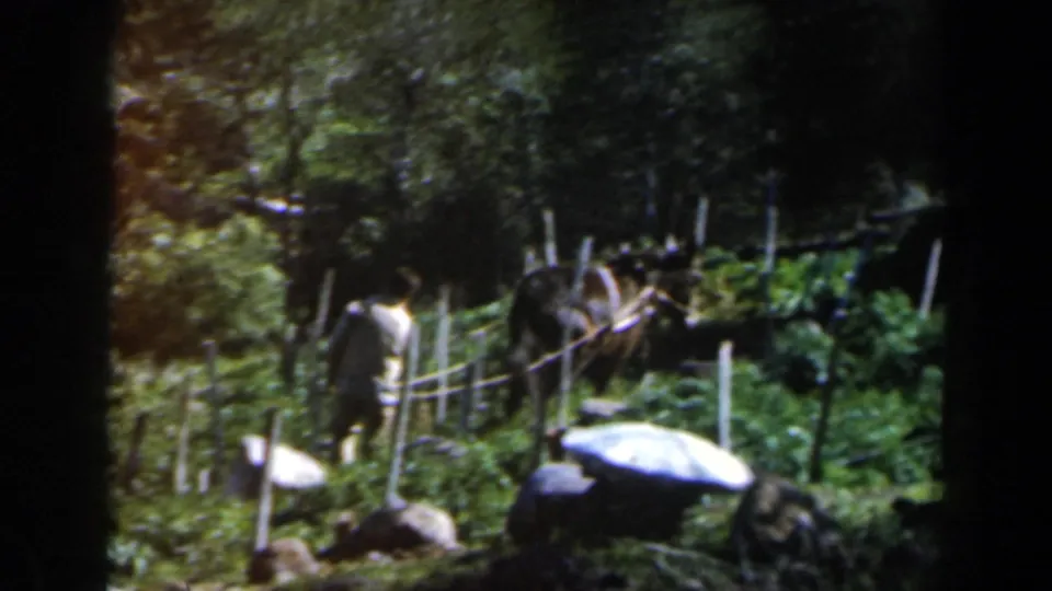 1960 Israel 8mm frame of a man working behind a mule in a green field bordered by trees and stakes.