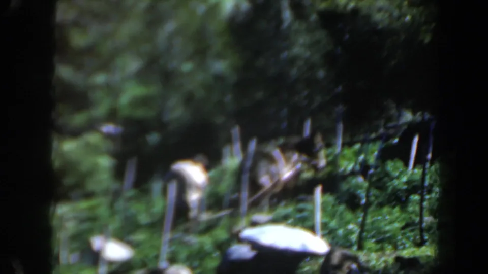 1960 Israel 8mm frame with a mule partly obscured by soft focus, greenery, stakes, and field shadows.