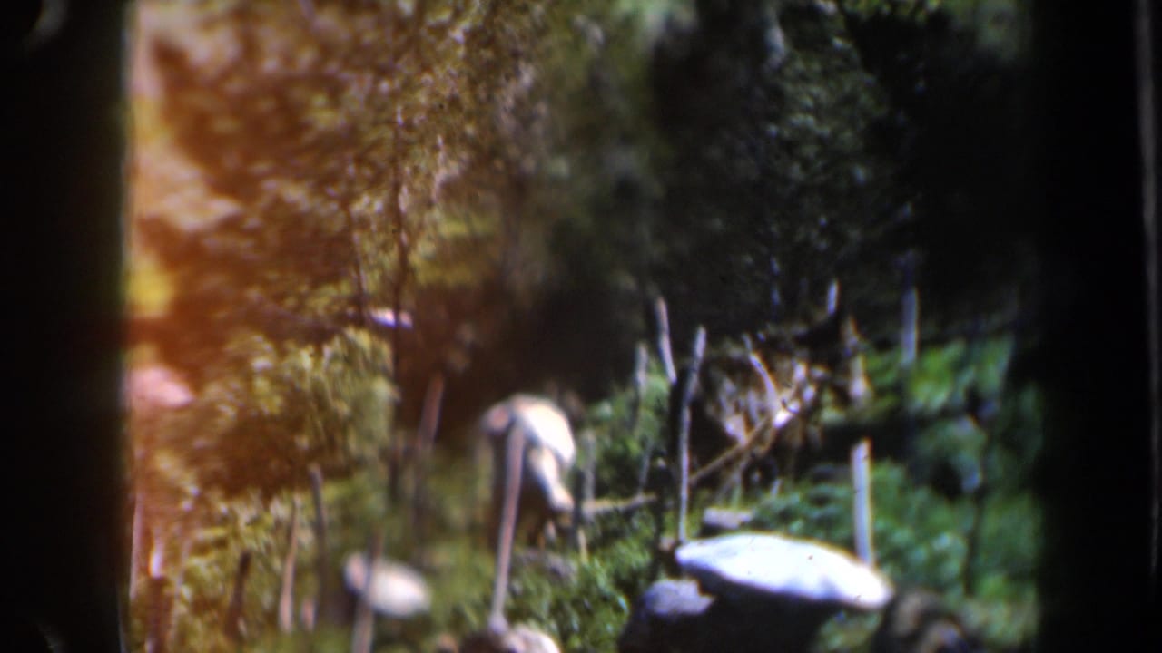 Man in a light shirt works near a dark draft animal in a green field with trees behind.