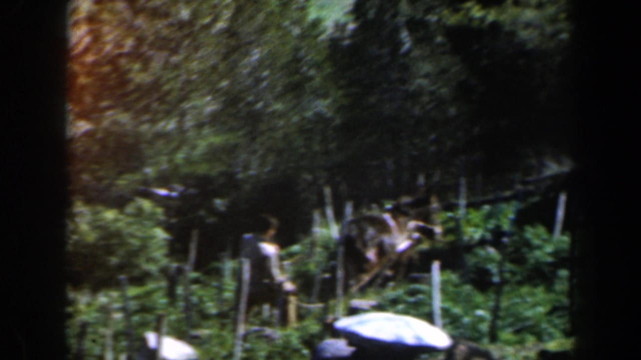 1960 Israel home-movie frame with a man beside a draft animal in a cultivated green area bordered by trees and posts.