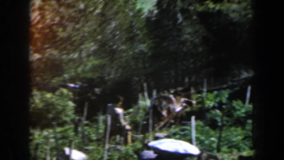 1960 Israel home-movie frame with a man beside a draft animal in a cultivated green area bordered by trees and posts.