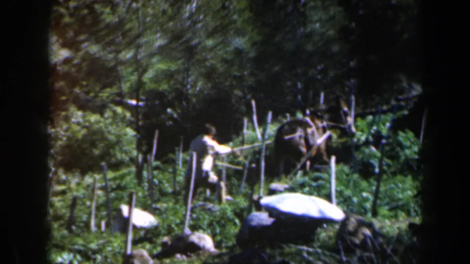 1960 Israel 8mm frame showing a man handling a harness or plow near a dark draft animal in a green rural field.