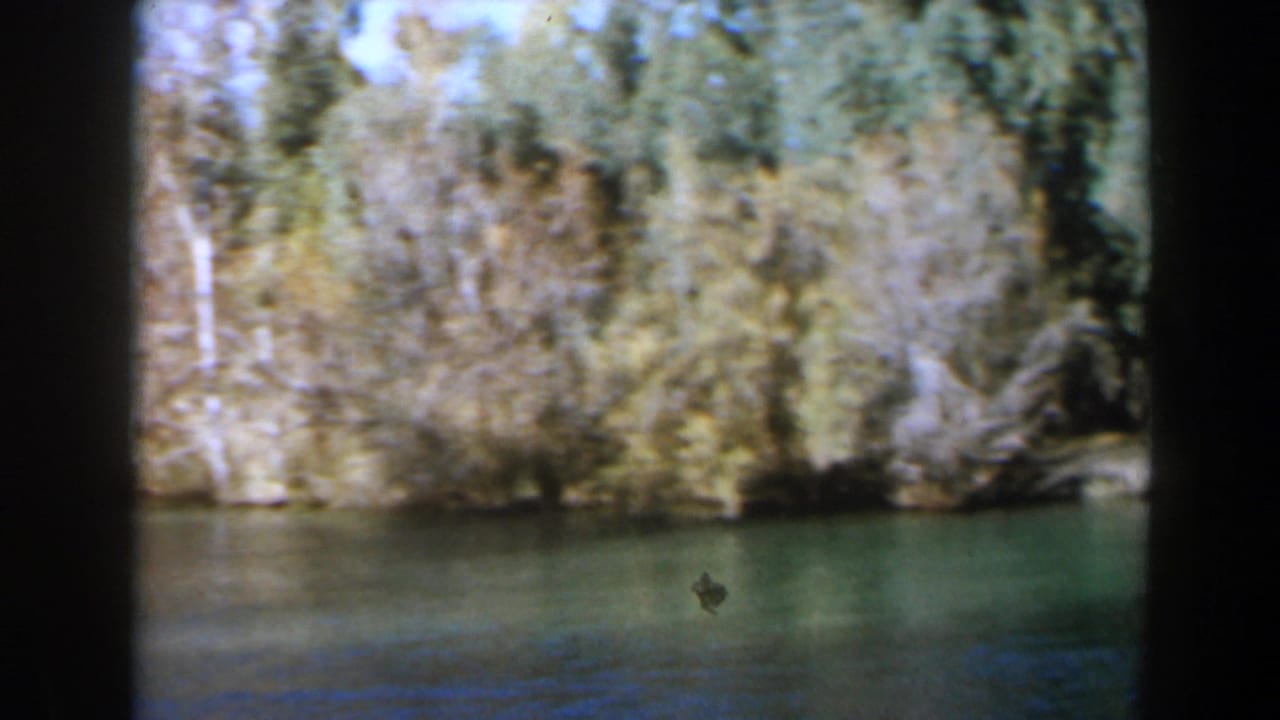 1960 Israel 8mm frame of a wooded lakeshore with still water, pale trunks, brush, and a visible vertical gate edge.