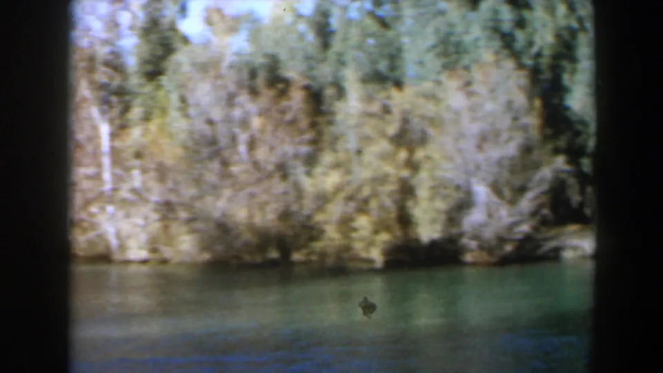 1960 Israel 8mm frame of a wooded lakeshore with still water, pale trunks, brush, and a visible vertical gate edge.