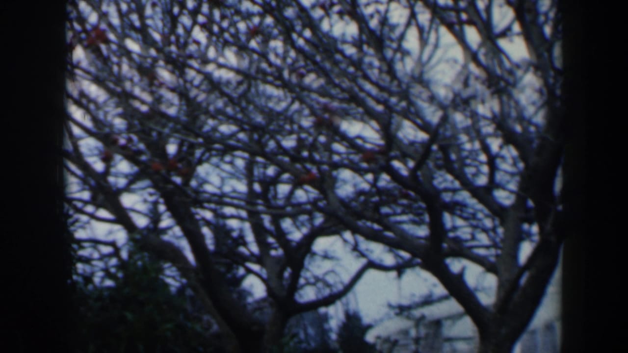Outdoor 8mm frame in Israel showing leafless branches against pale sky, with dark vertical framing at the sides.