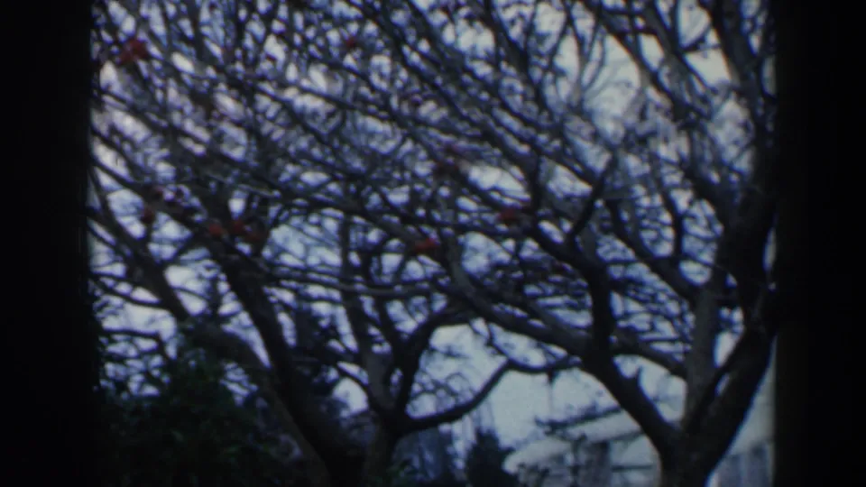 Outdoor 8mm frame in Israel showing leafless branches against pale sky, with dark vertical framing at the sides.