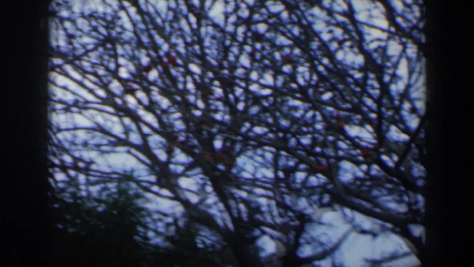 1960 home-movie frame showing tangled bare tree branches, small red berries, and pale sky in a nearby outdoor view.