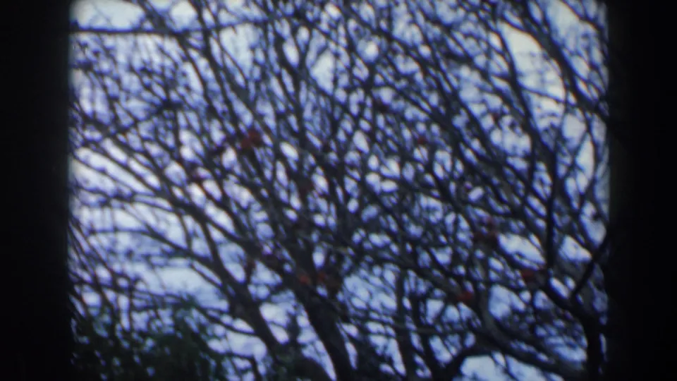 Final 8mm frame showing close bare branches and scattered red berries against a pale sky, continuing the outdoor cutaway.