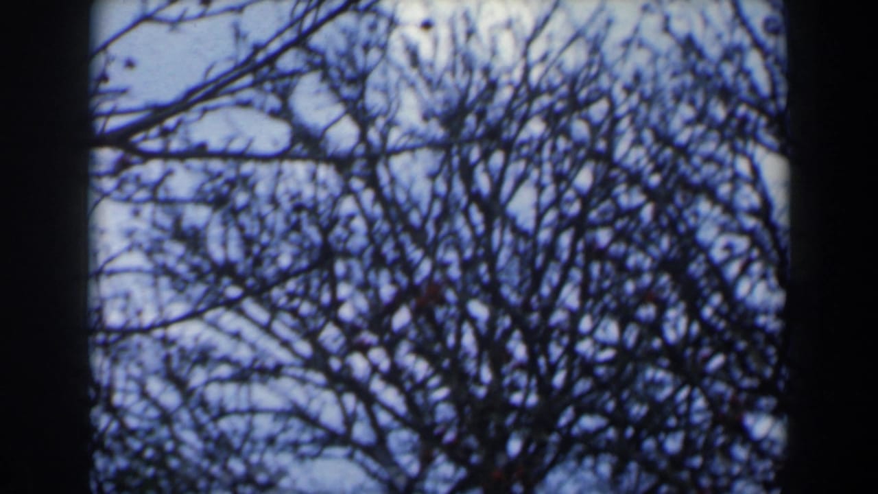 Bare tree branches against pale sky seen through a dark vertical frame.