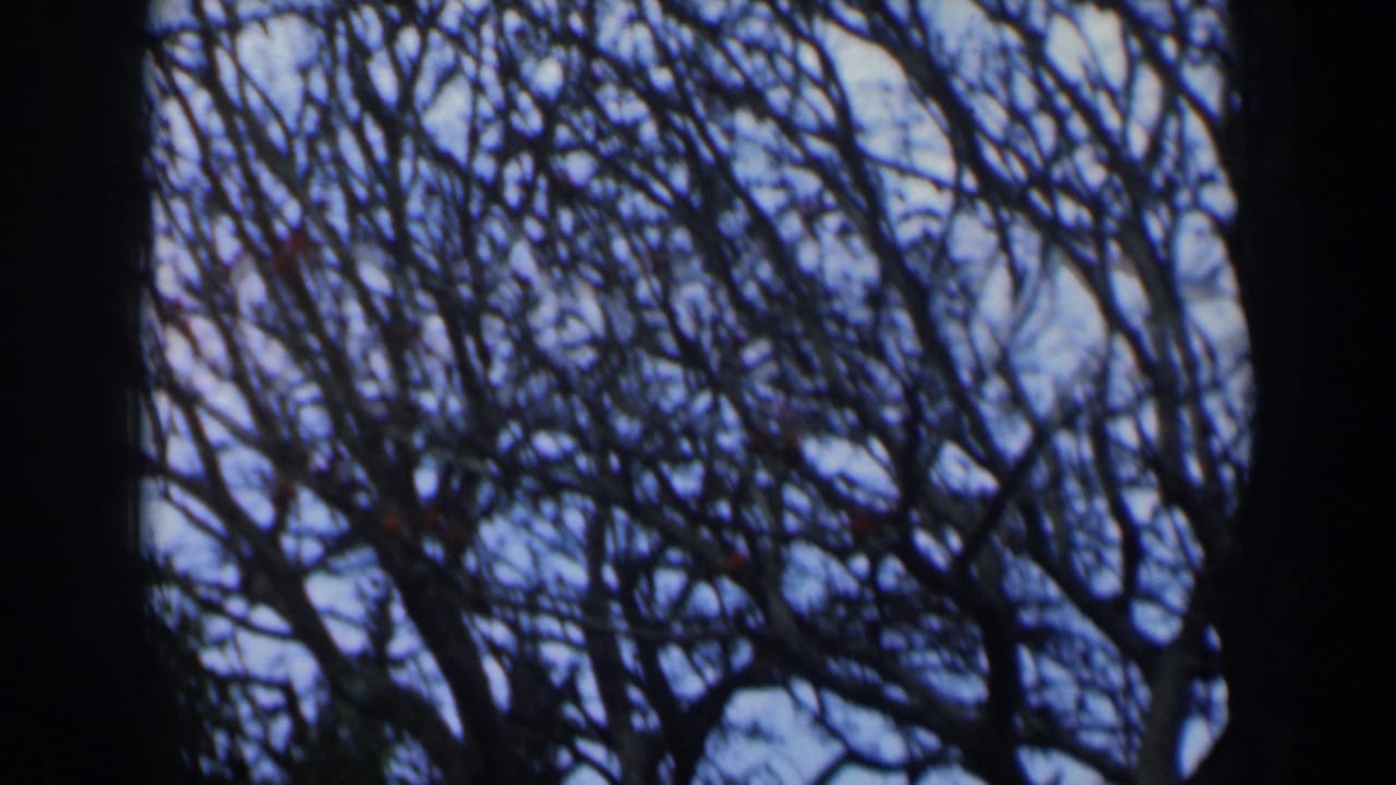 A handheld 8mm view of bare park trees in Israel, with a dark central obstruction dividing the branches.