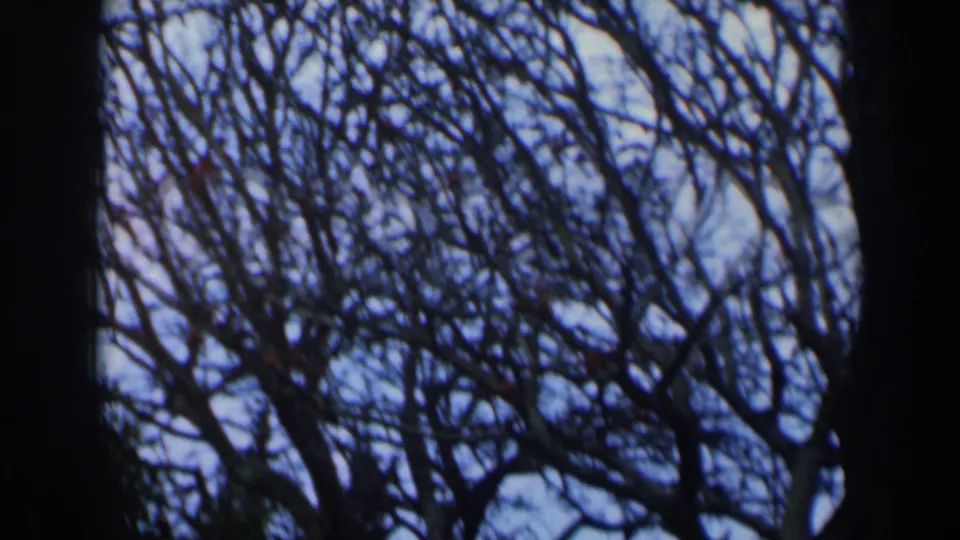 A handheld 8mm view of bare park trees in Israel, with a dark central obstruction dividing the branches.