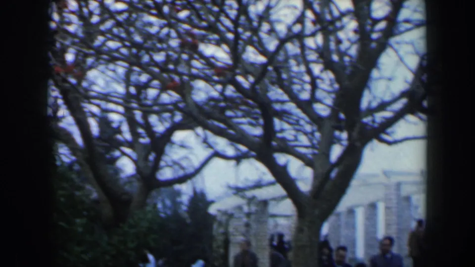 1960 Israel park view with a large bare tree, shrubs, pale stone buildings, and distant people walking through the scene.