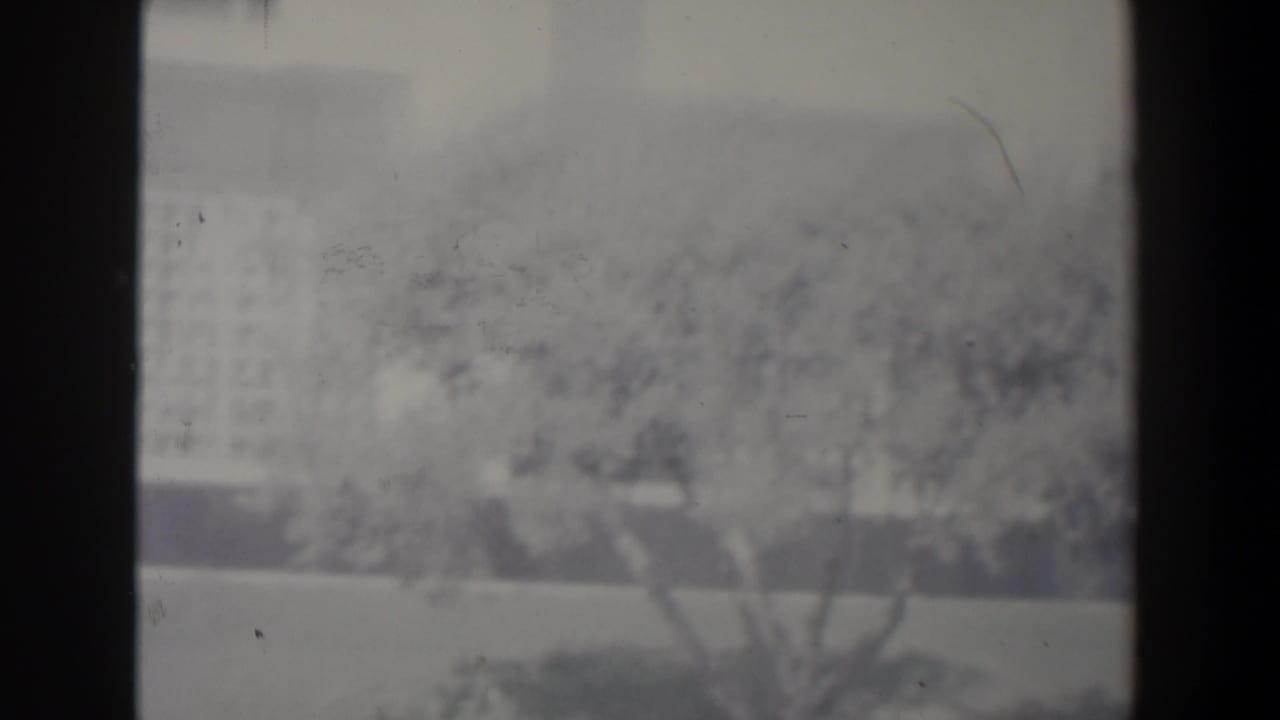 Tree and pale building seen through a soft, hazy frame.