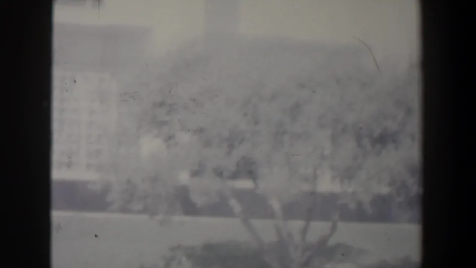1960 Israel frame with a pale modern building partly obscured by a foreground tree and haze.