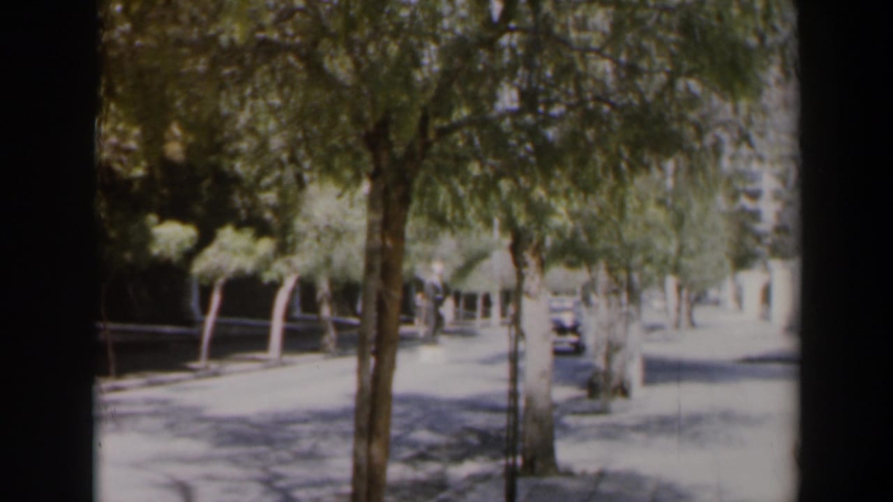 Tree-lined sunny street with a white car approaching in the distance.
