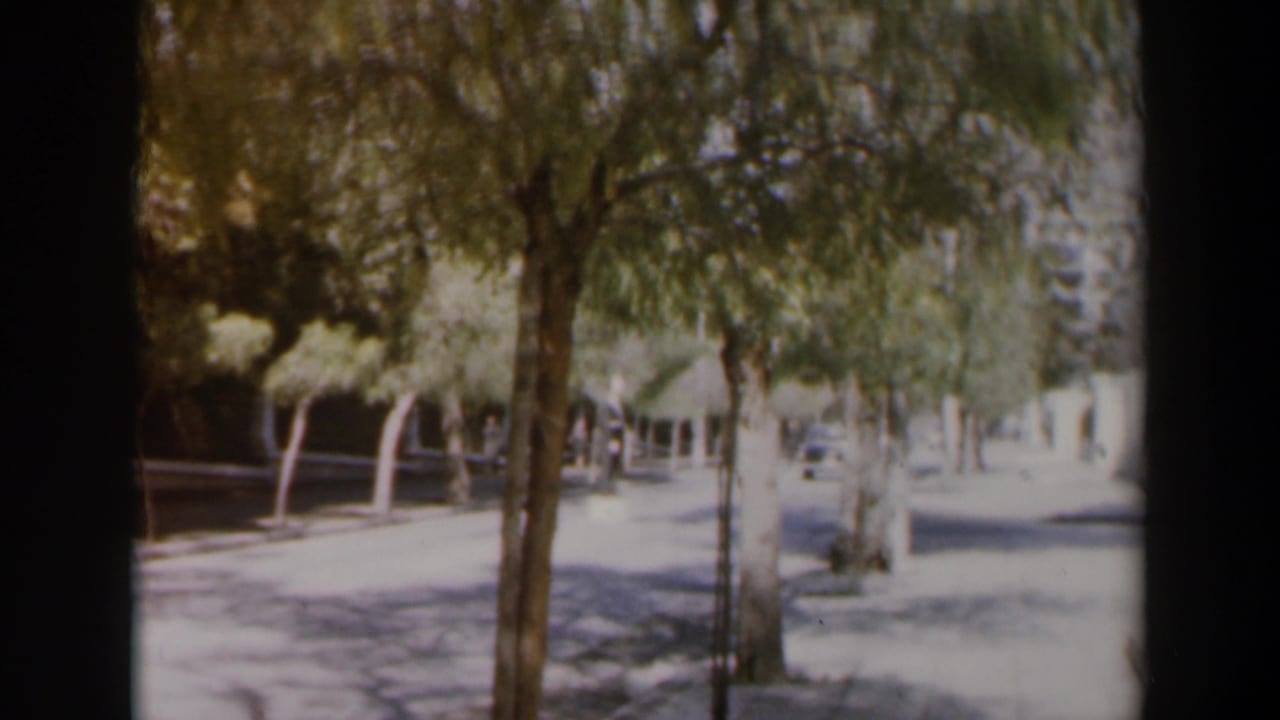 White car passing along a bright road bordered by green trees.