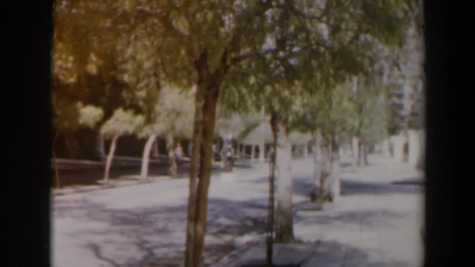 1960 Israel street view with dappled tree shade, bright pavement, and a white car moving through the frame.