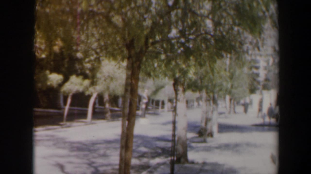 Tree-lined street with a pale car, sidewalks, pedestrians, and bright sun.