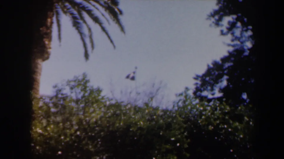 1960 Israel 8mm frame looking upward toward blue sky, palm fronds, trees, foliage, and a small distant flag-like shape.